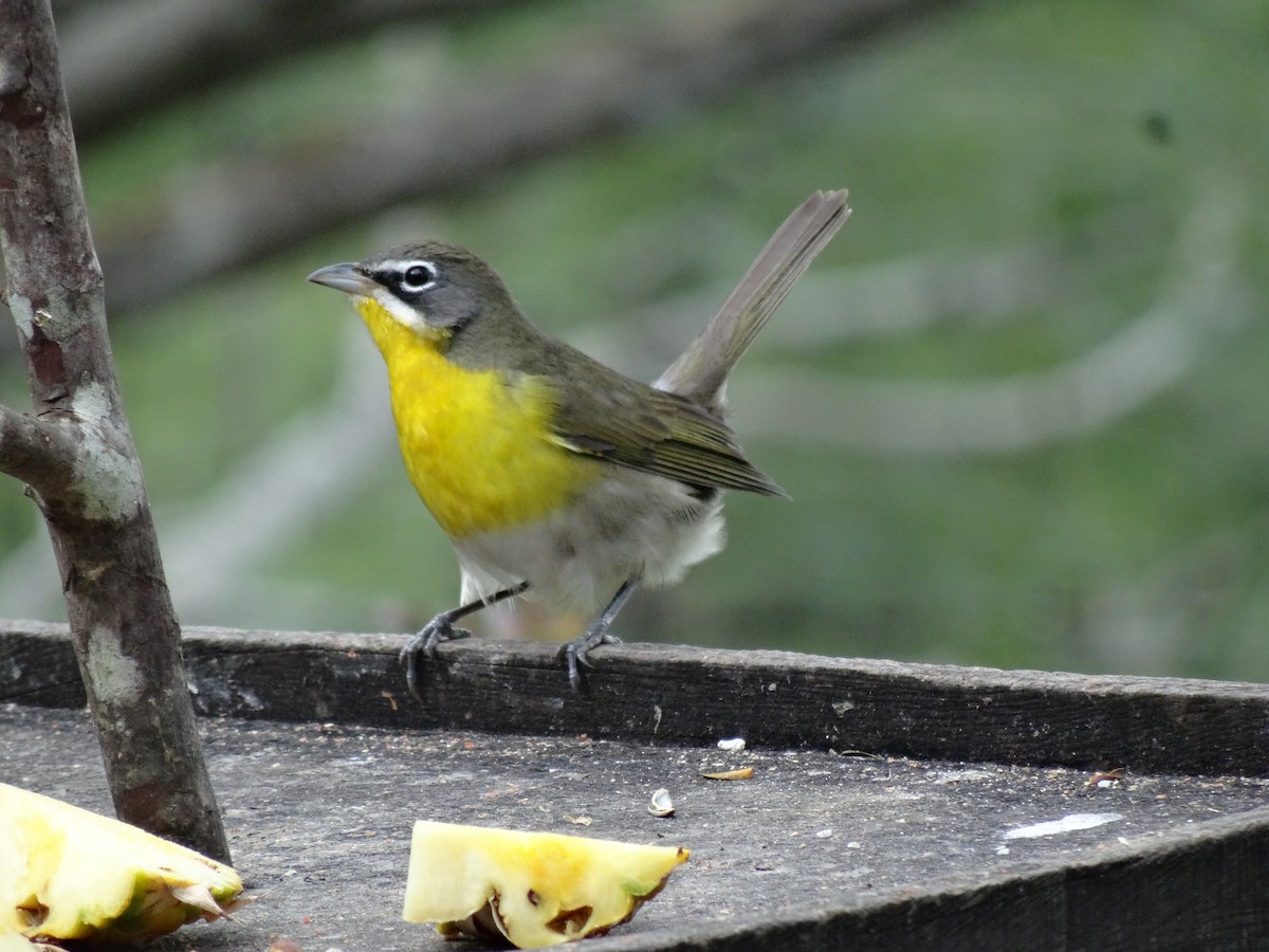 Yellow-breasted Chat - ML613401640