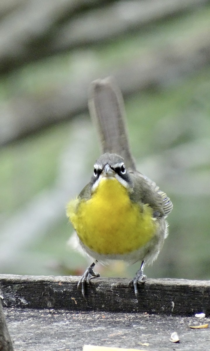 Yellow-breasted Chat - ML613401644