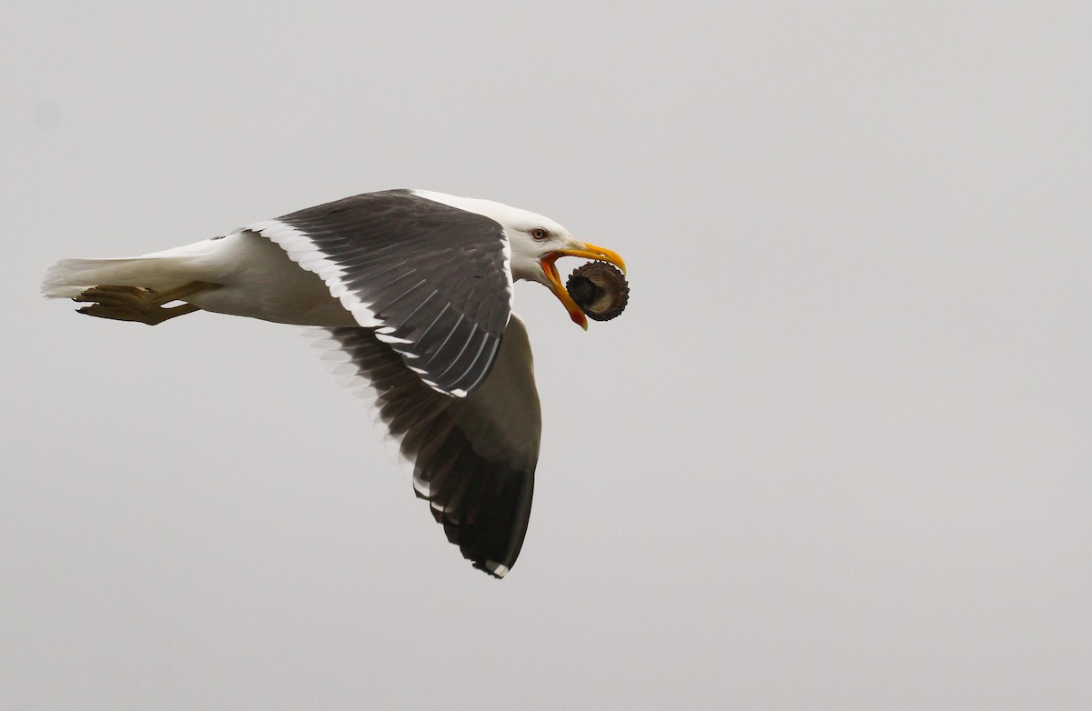 Kelp Gull - ML613401649