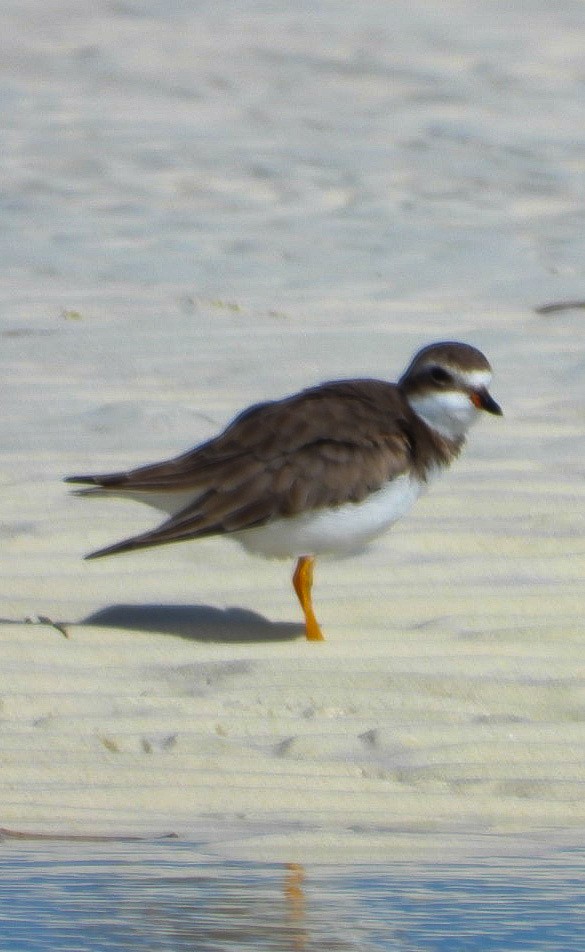 Semipalmated Plover - ML613401655