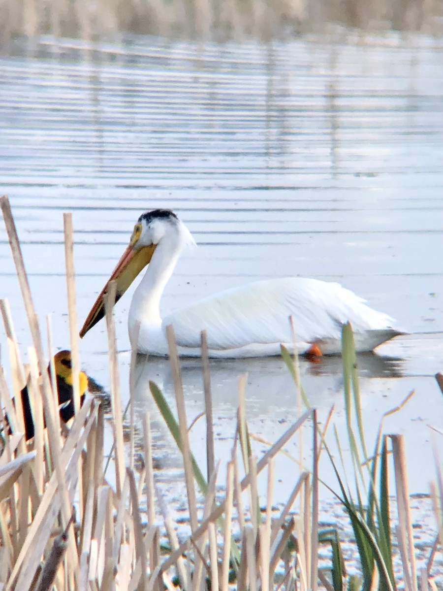 American White Pelican - Calliope Ketola