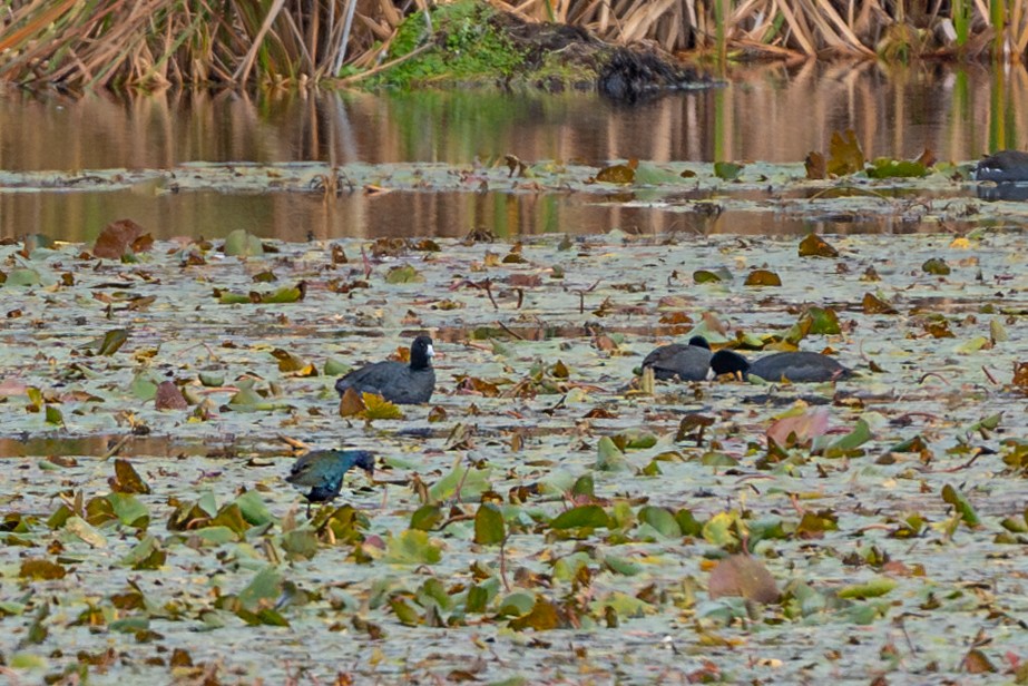 Purple Gallinule - ML613401751