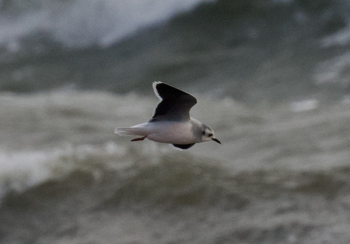 Little Gull - ML613401792