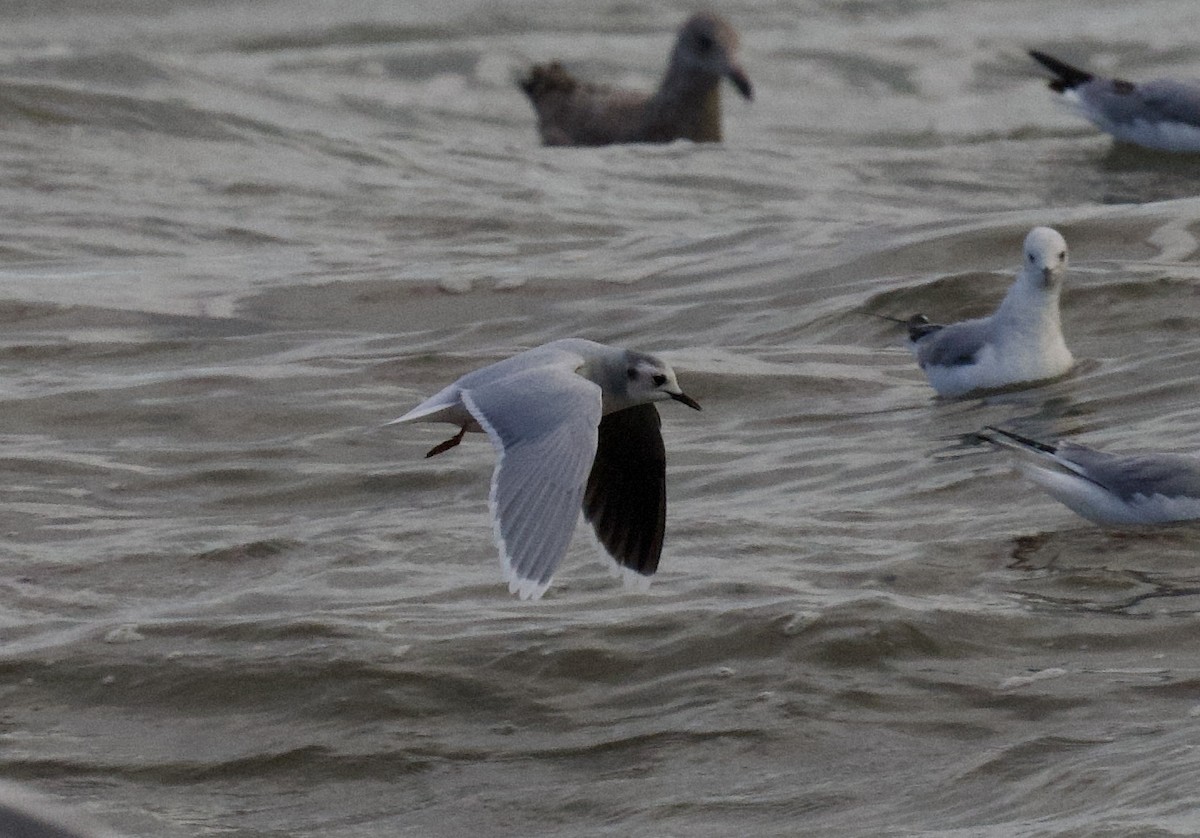 Little Gull - ML613401793