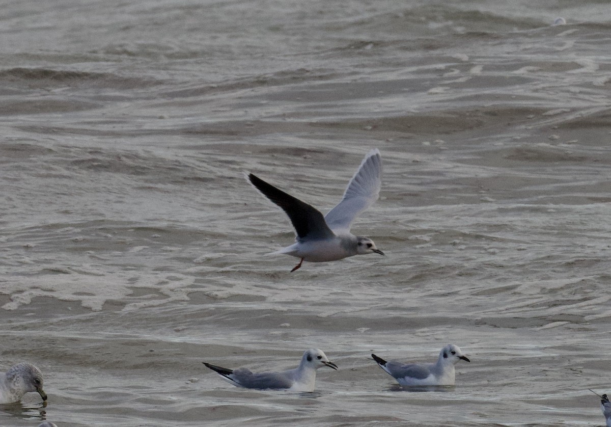 Little Gull - ML613401795