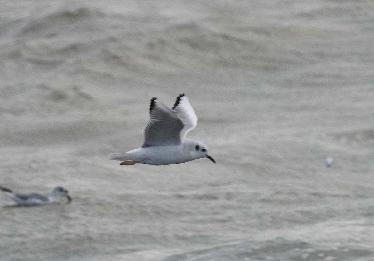 Bonaparte's Gull - ML613401882