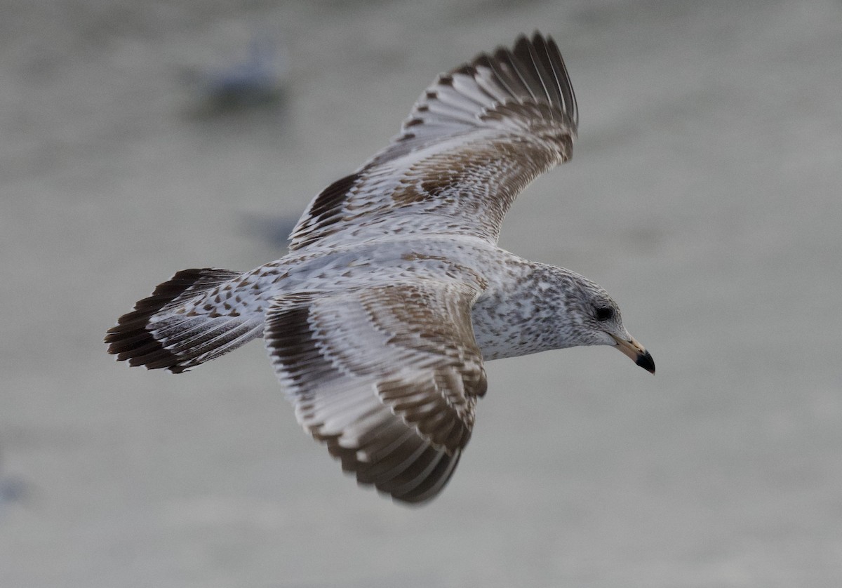 Ring-billed Gull - ML613401888