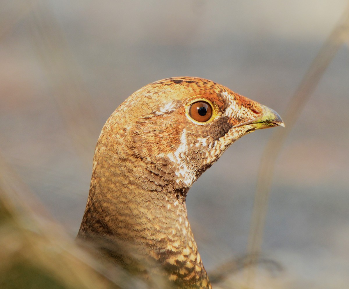 Sooty Grouse - ML613401904