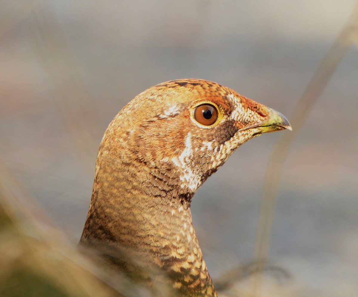 Gallo Fuliginoso - ML613401904