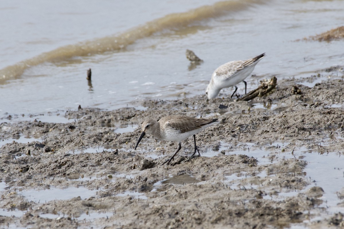 Dunlin - ML613401967