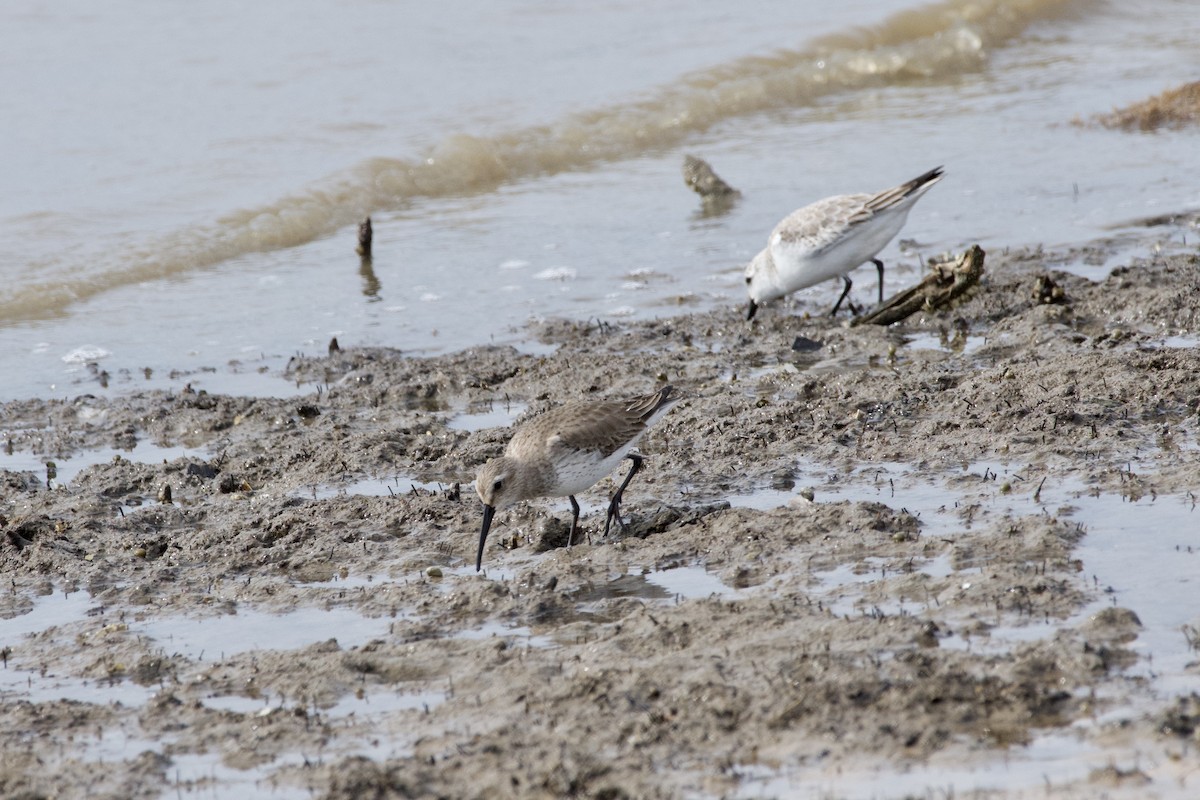 Dunlin - ML613401971