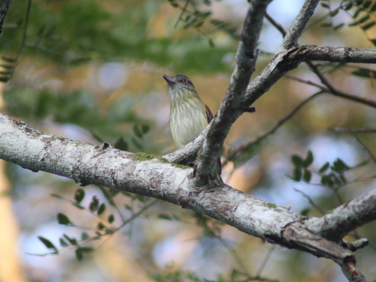 Bright-rumped Attila - ML613401987