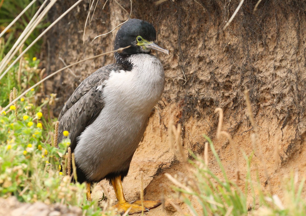 Pitt Island Shag - ML613402005