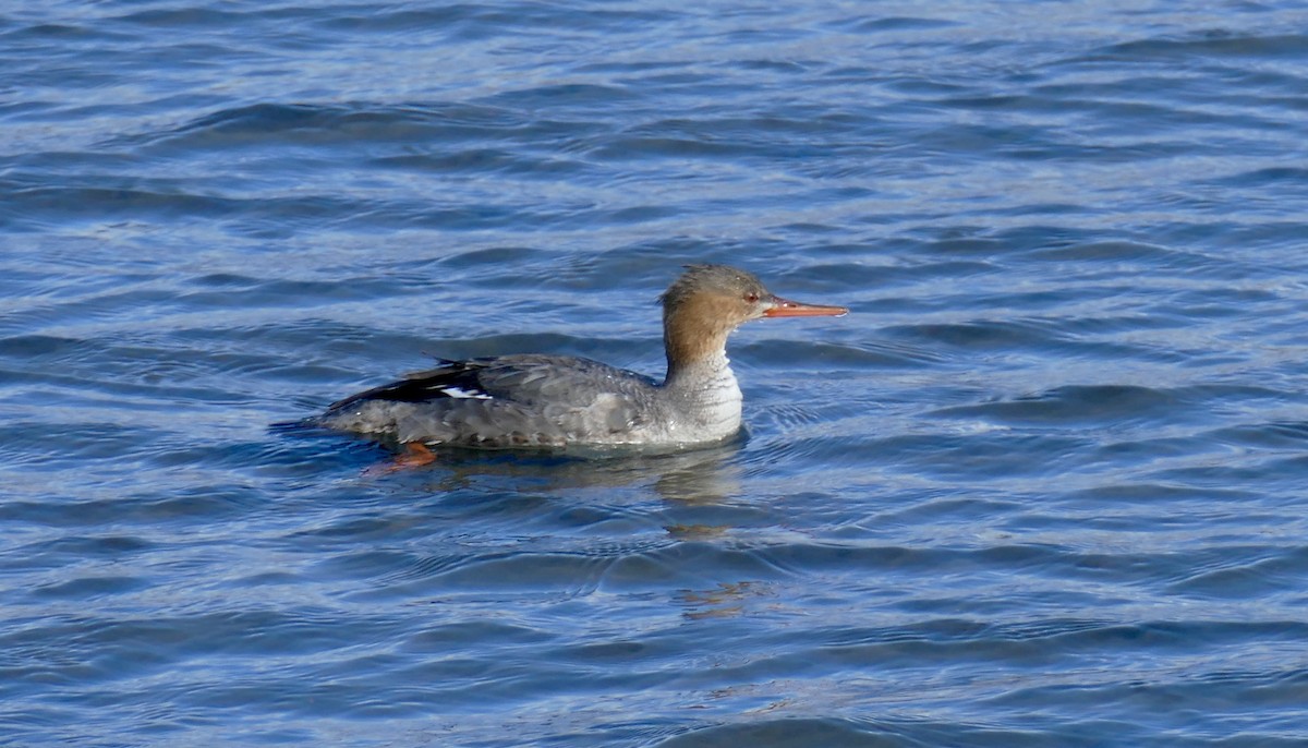 Red-breasted Merganser - ML613402011