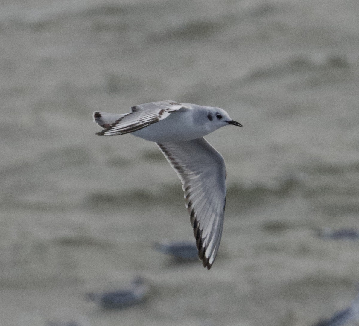 Bonaparte's Gull - ML613402031