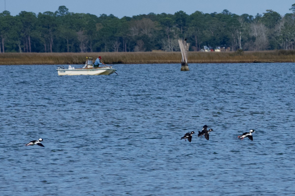 Bufflehead - ML613402048