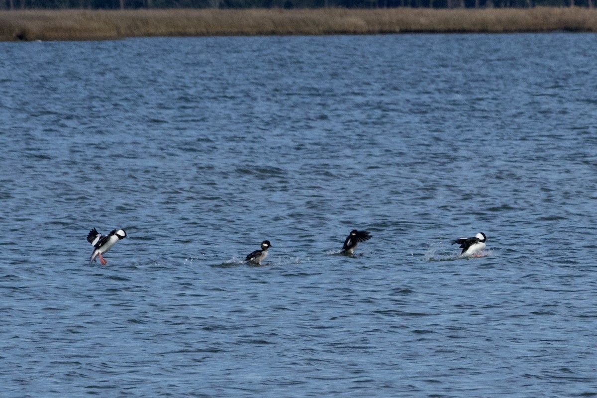 Bufflehead - ML613402060