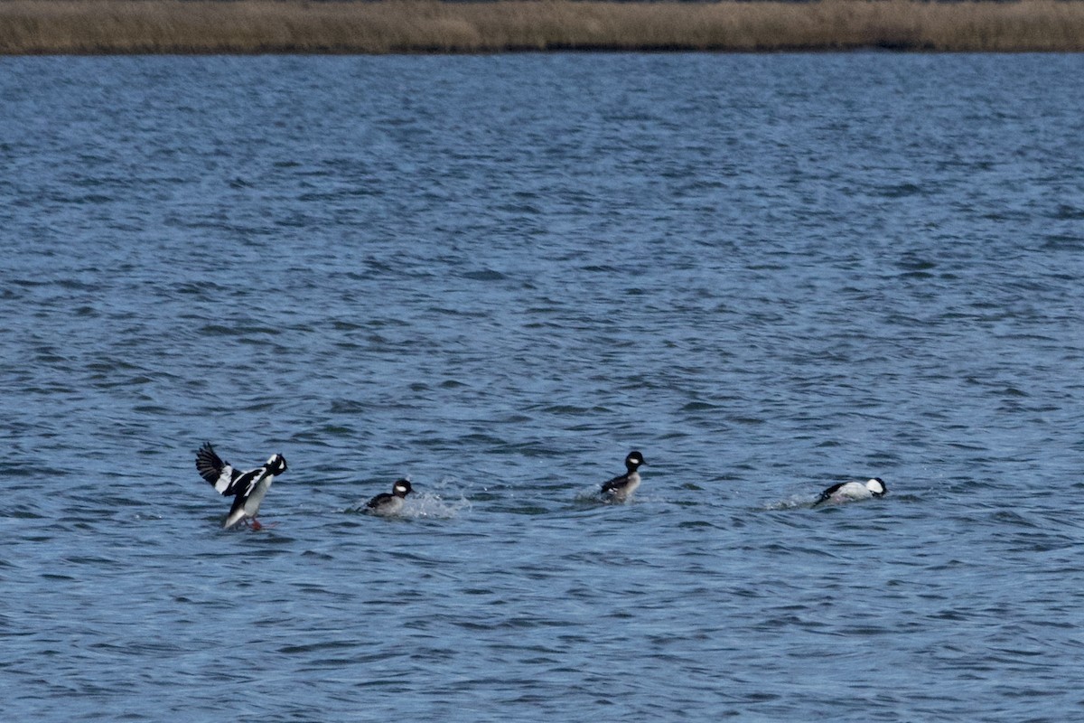 Bufflehead - ML613402101