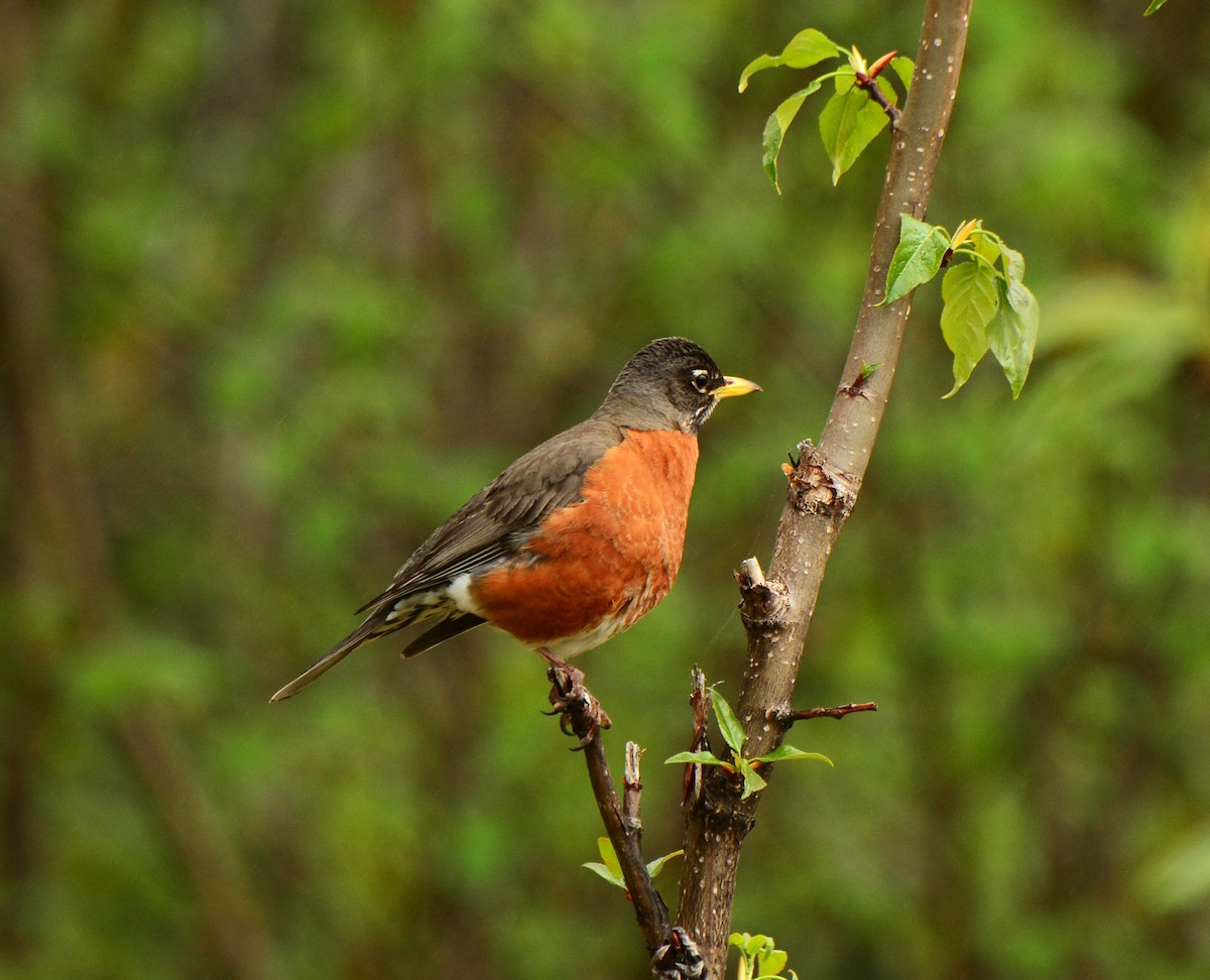 American Robin - ML613402123