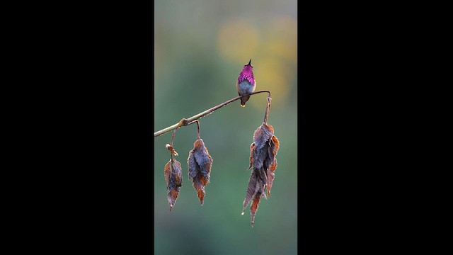 Wine-throated Hummingbird - ML613402127