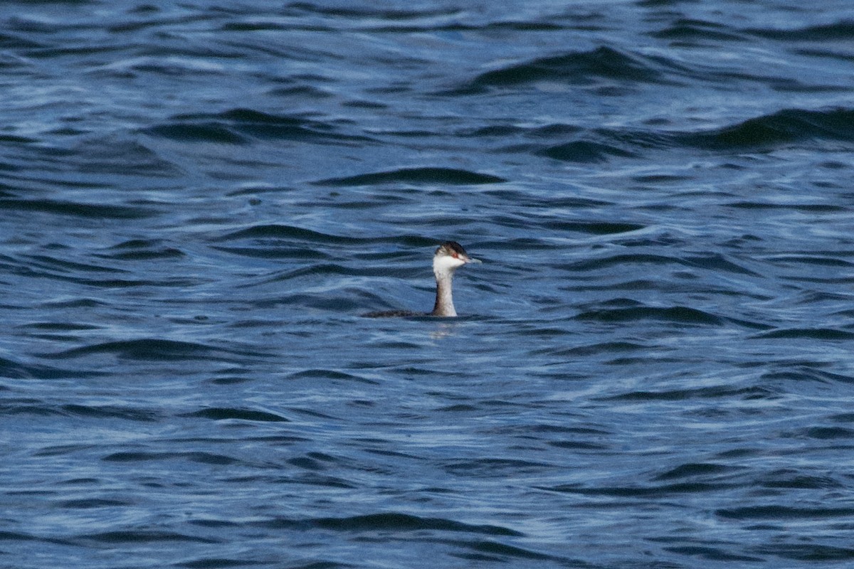 Horned Grebe - ML613402129
