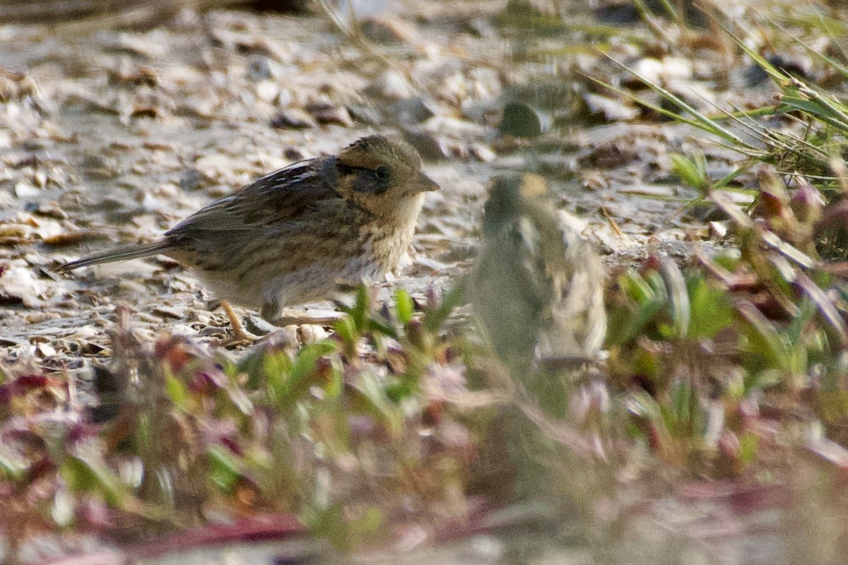 Nelson's Sparrow - ML613402146