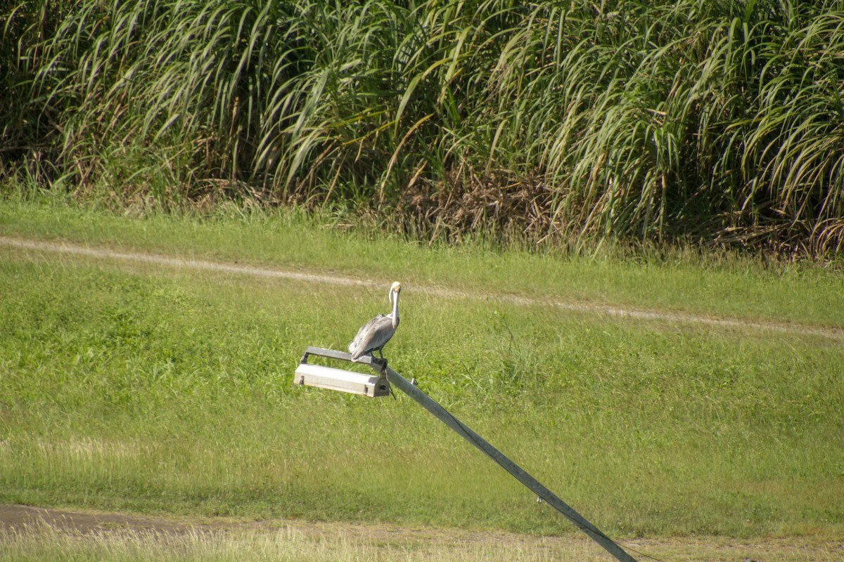 Brown Pelican - ML613402147