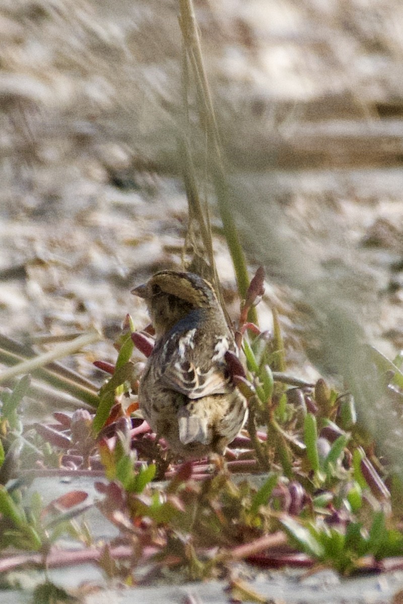 Nelson's Sparrow - ML613402182