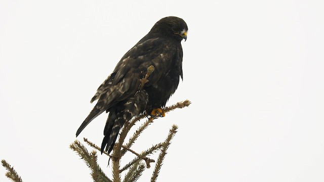 Rough-legged Hawk - ML613402193