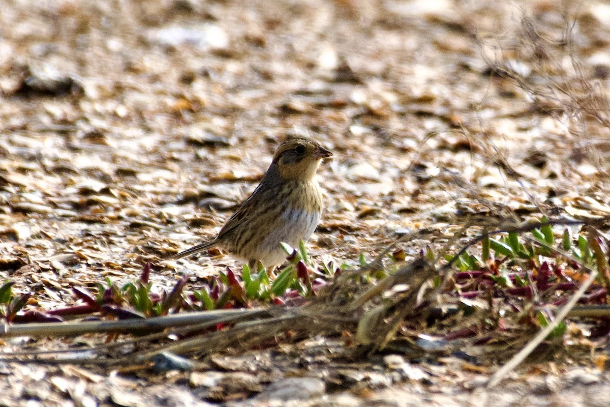 Nelson's Sparrow - ML613402194