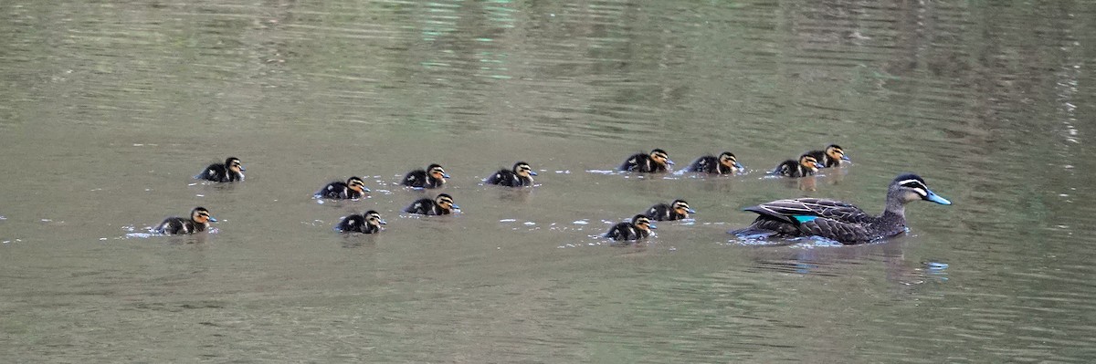 Pacific Black Duck - ML613402201