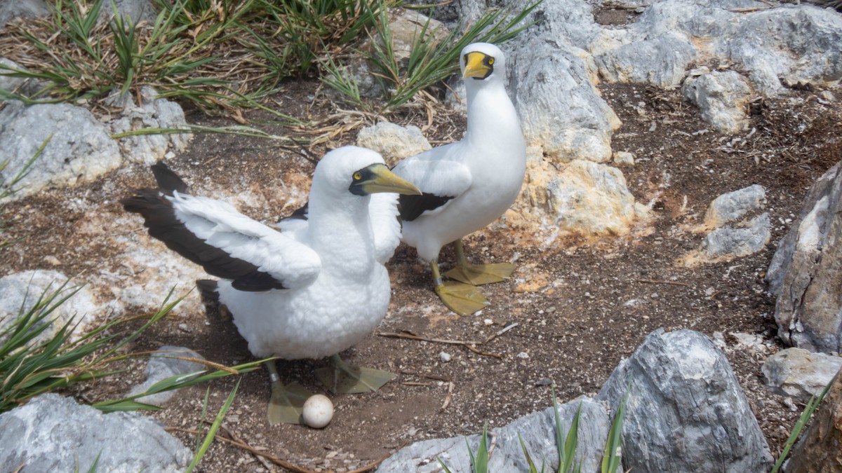 Masked Booby - Claudio Coloma (Irisnocturno)