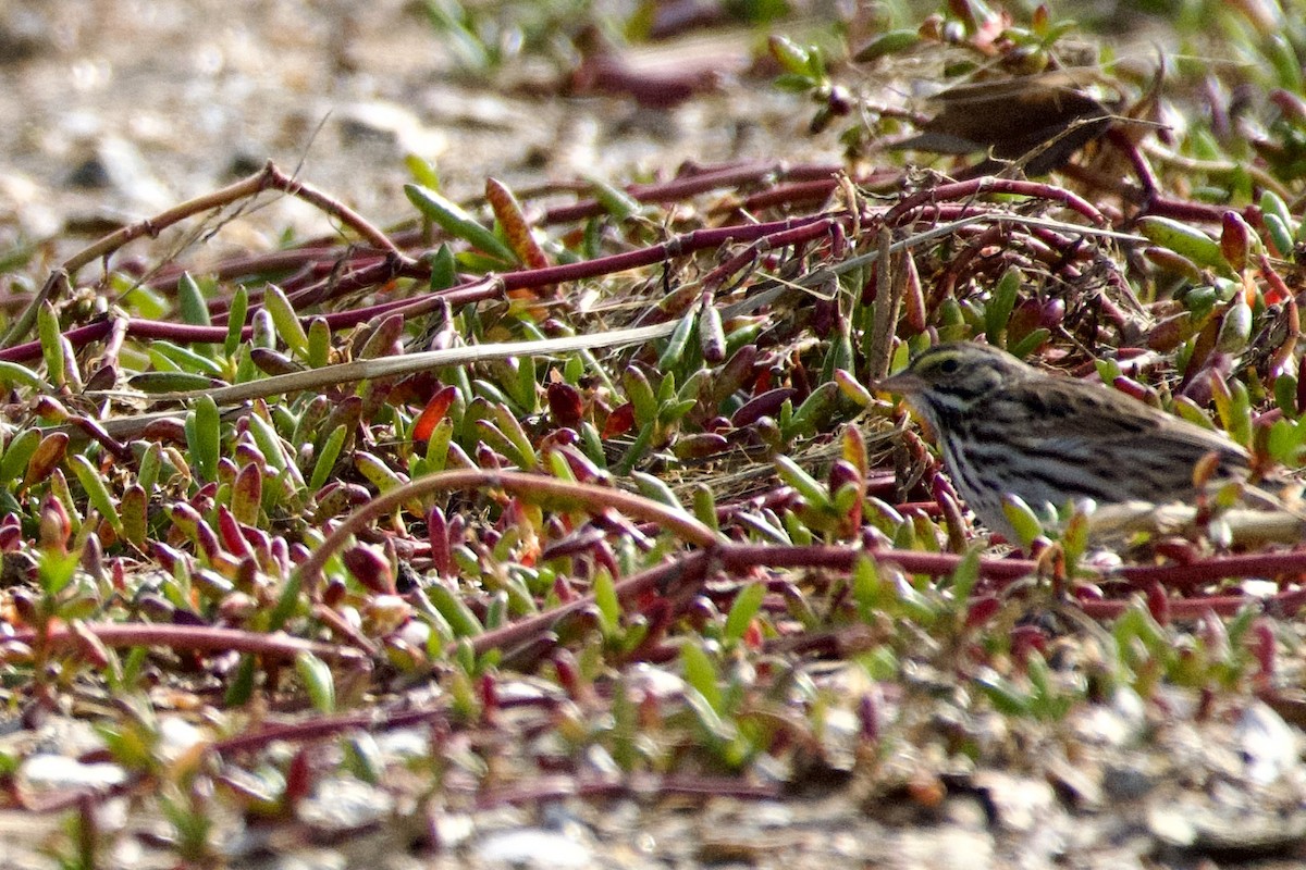 Savannah Sparrow - ML613402217