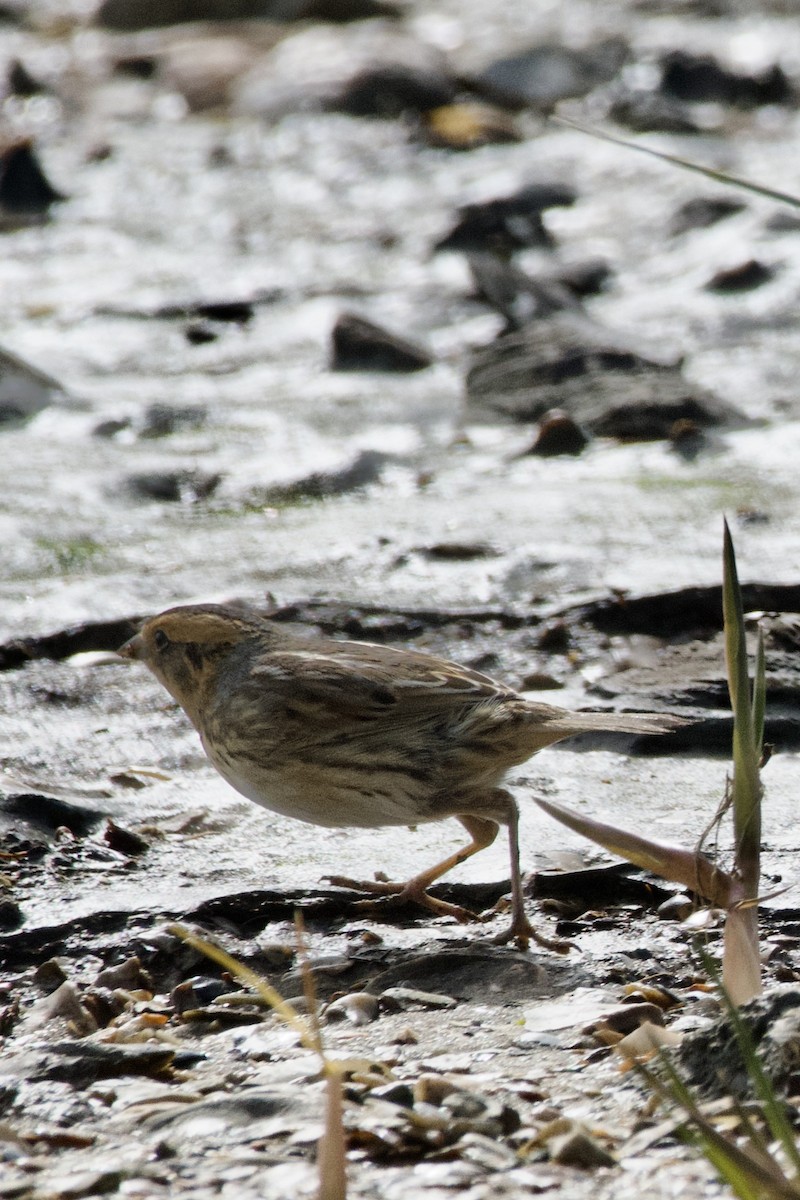Nelson's Sparrow - ML613402262