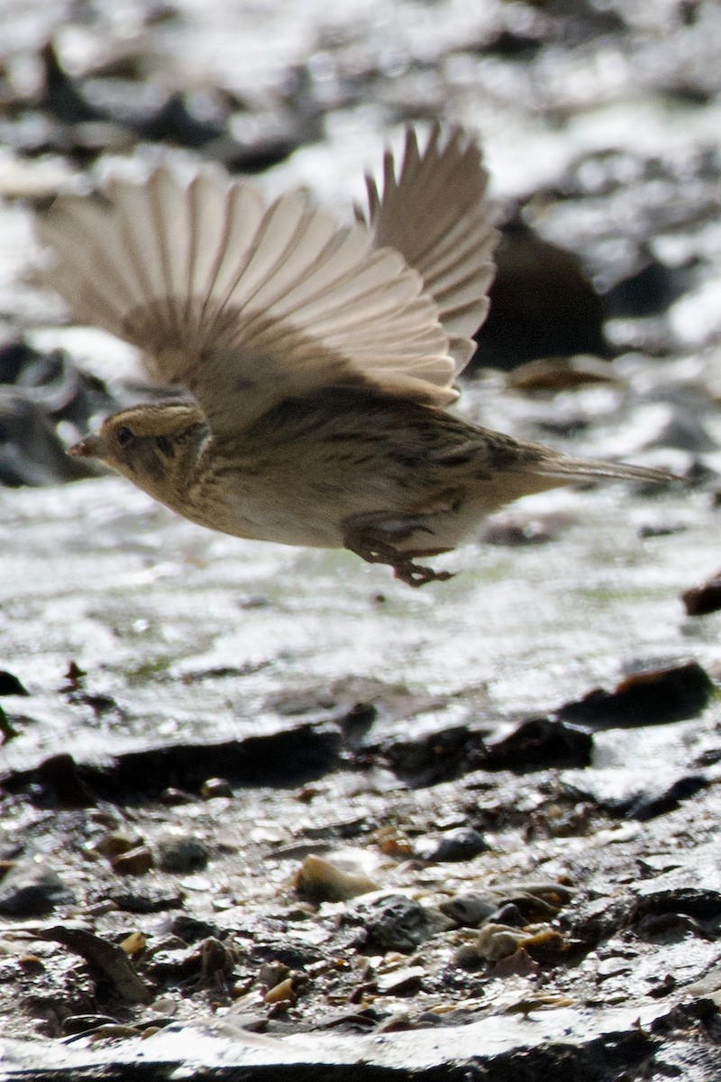 Nelson's Sparrow - ML613402263