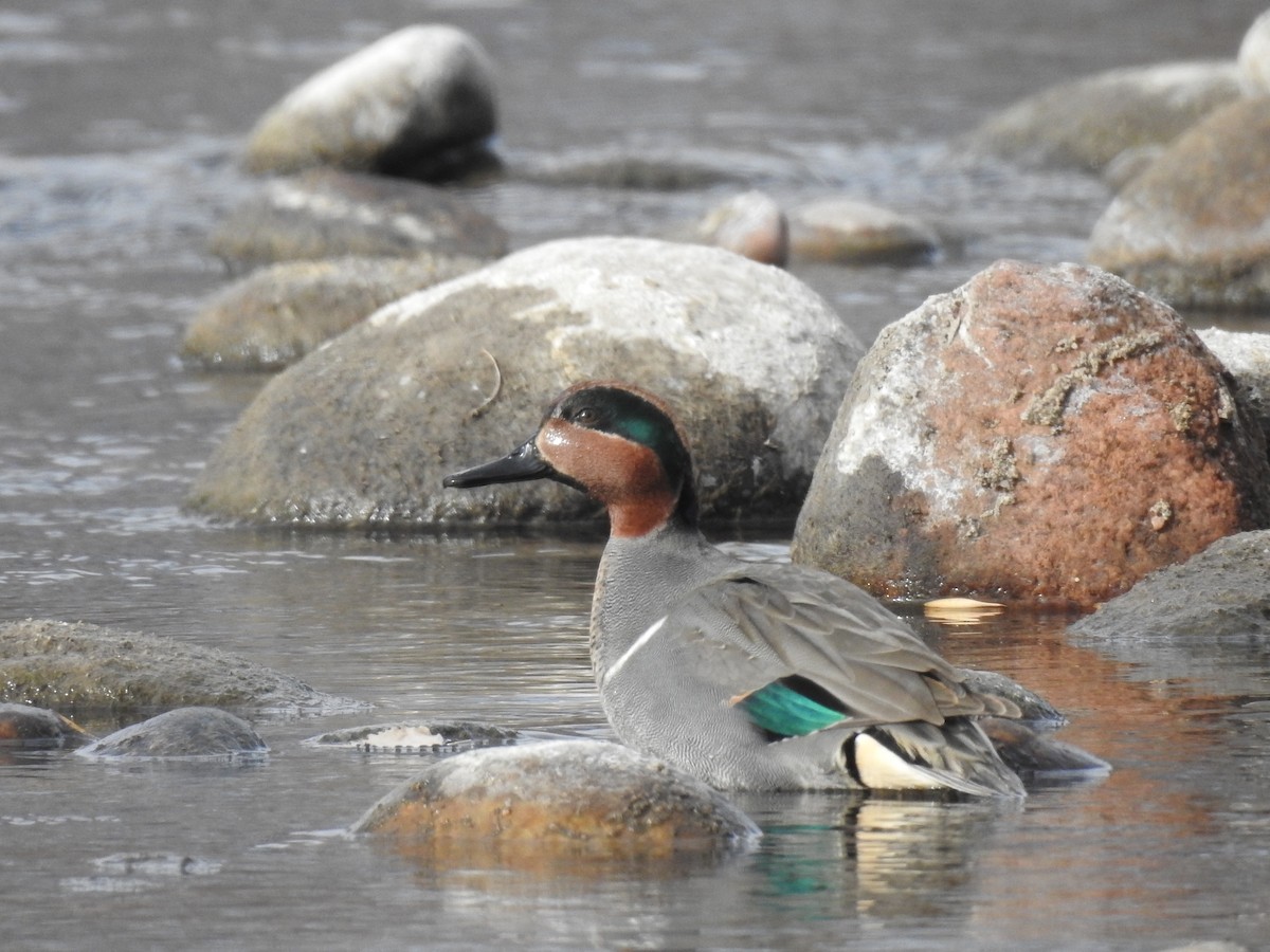 Green-winged Teal - ML613402265