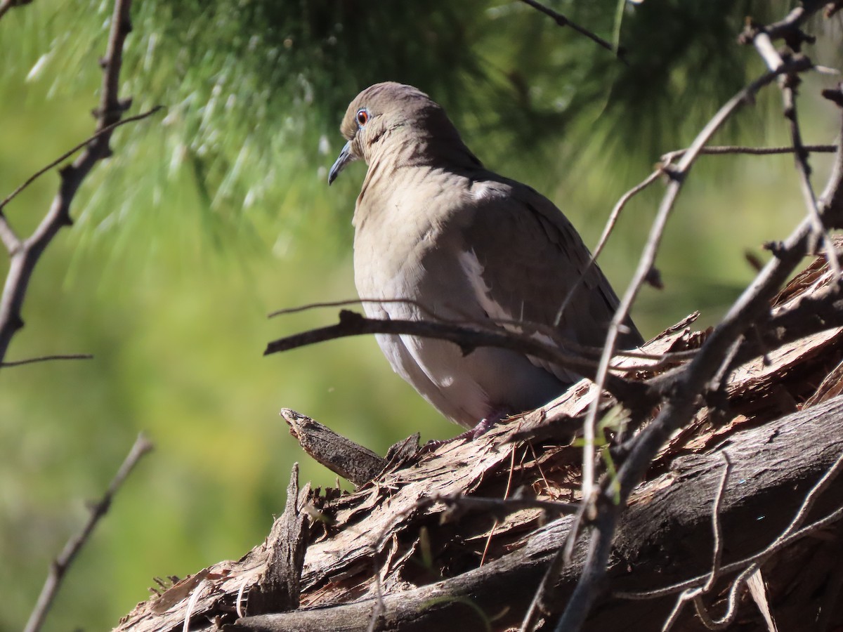 White-winged Dove - Sylvie Silverstein