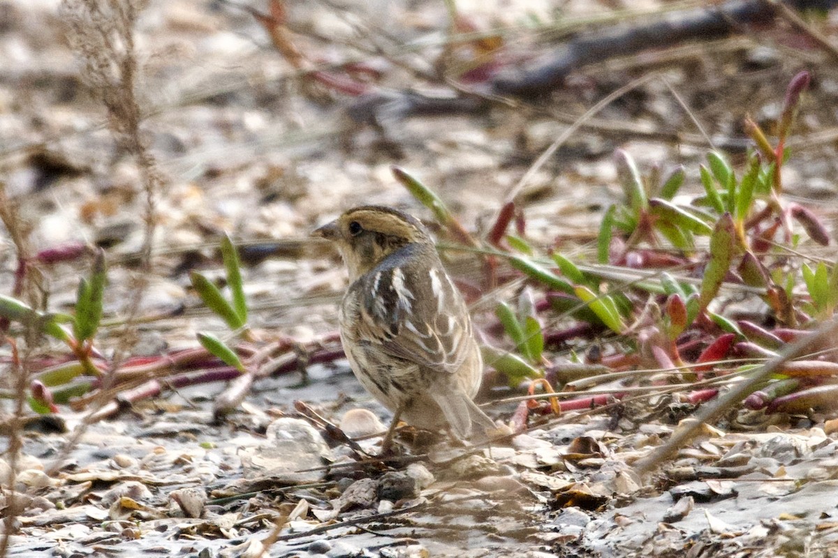 Nelson's Sparrow - ML613402279