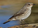 Sevilla--Parque del Tamarguillo, Sevilla, Andalucía, Spain - eBird Hotspot