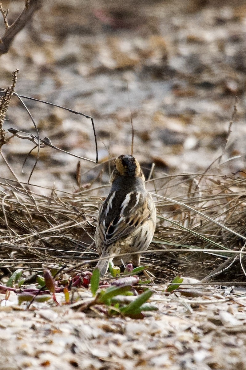 Nelson's Sparrow - ML613402334
