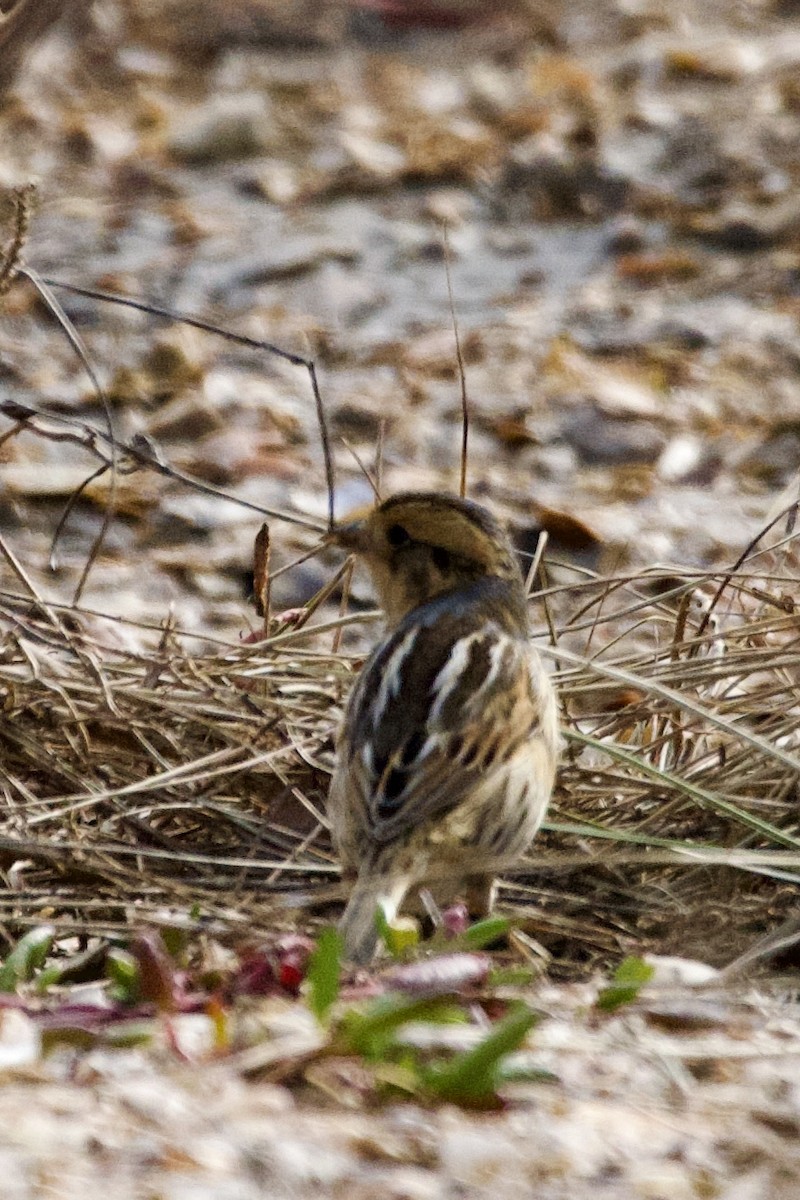 Nelson's Sparrow - ML613402351