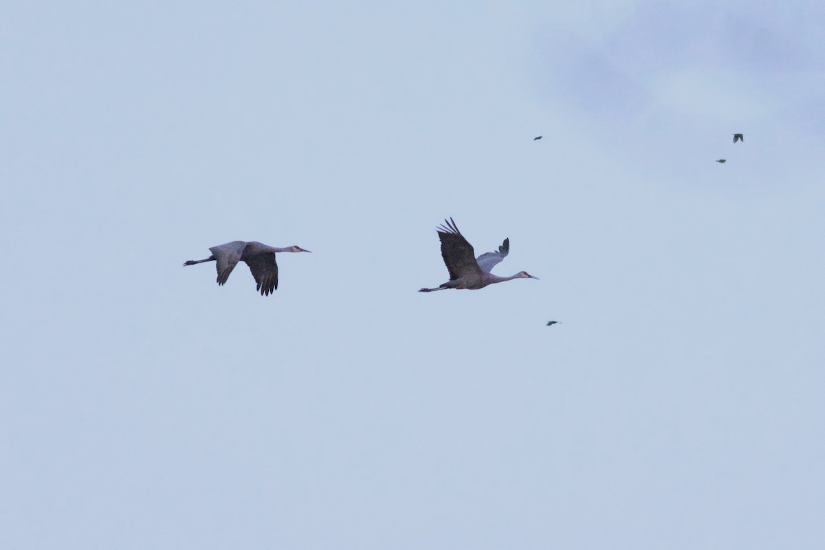 Sandhill Crane (tabida/rowani) - ML613402379