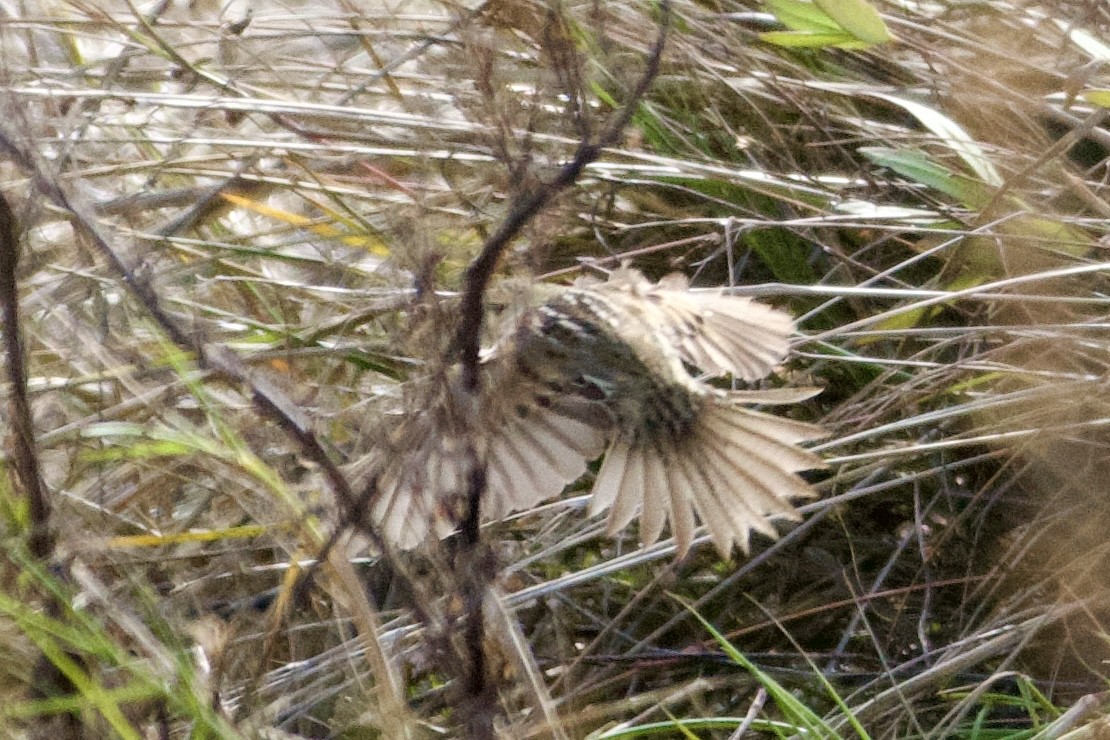 Nelson's Sparrow - ML613402405