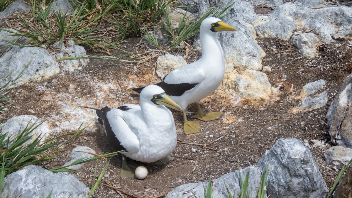 Masked Booby - ML613402411