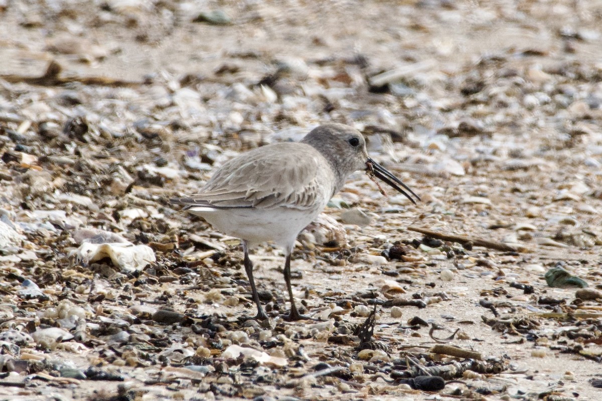 Dunlin - ML613402428