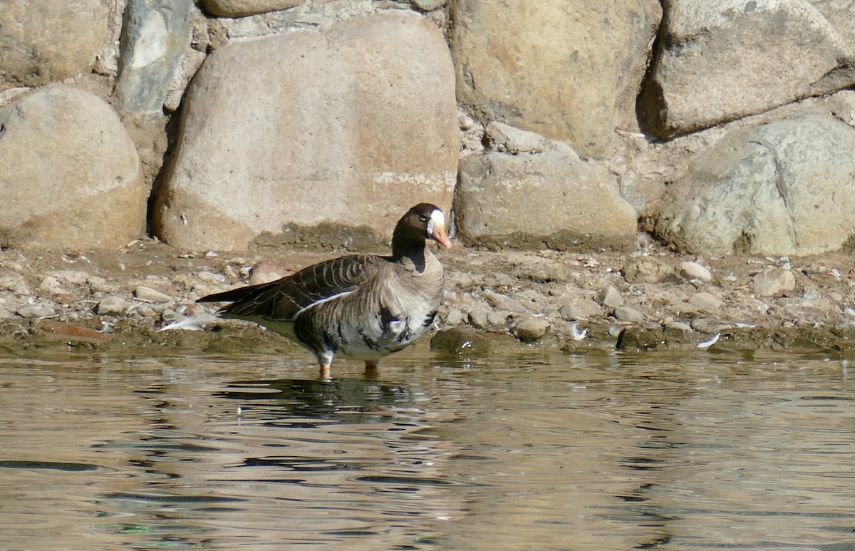 Greater White-fronted Goose - ML613402469