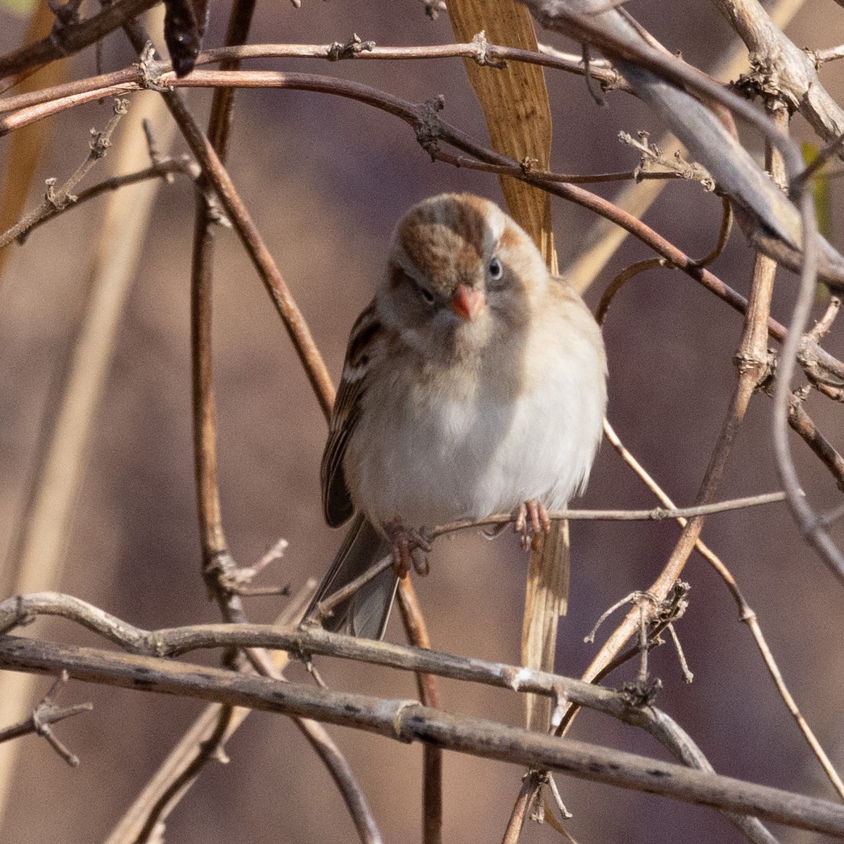 Field Sparrow - ML613402471