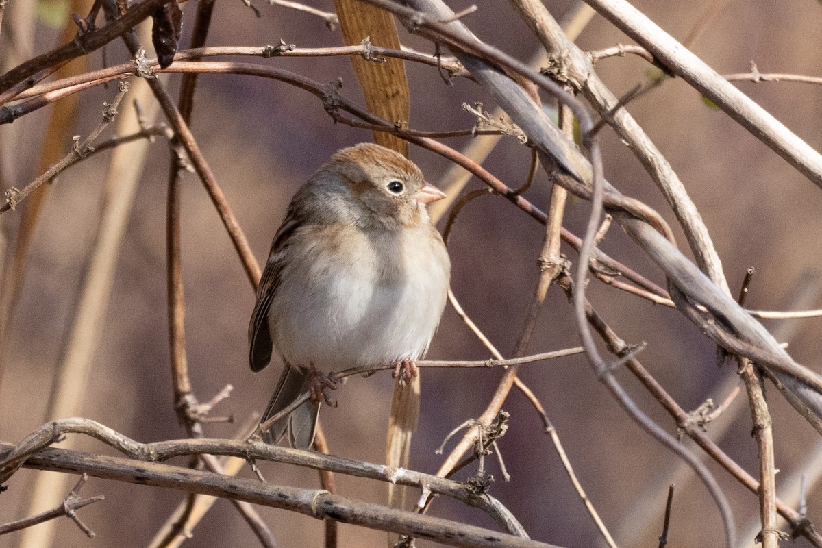 Field Sparrow - ML613402472