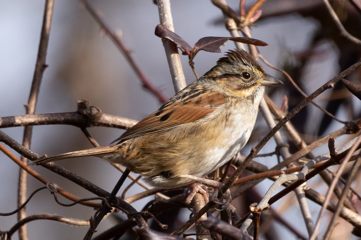 Swamp Sparrow - ML613402479