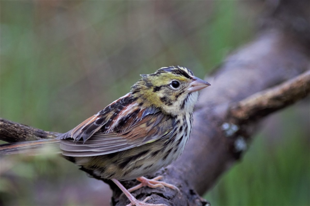 Henslow's Sparrow - ML613402533